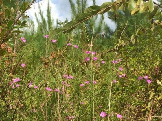 Purple false foxglove